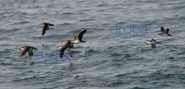 : Manx Shearwater - in flight over the sea : Manx Shearwater - in flight over the sea