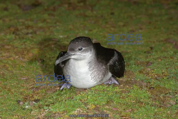 : Manx Shearwater - on the ground : Manx Shearwater - on the ground