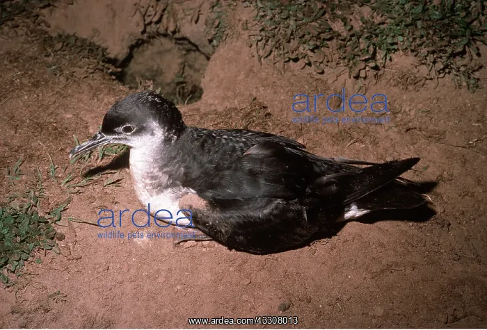 : MANX SHEARWATER - on ground : MANX SHEARWATER - on ground