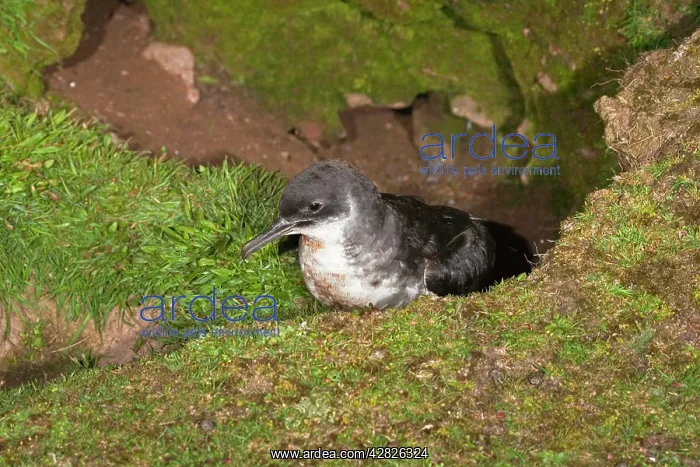 : Manx Shearwater - outside nest burrow : Manx Shearwater - outside nest burrow