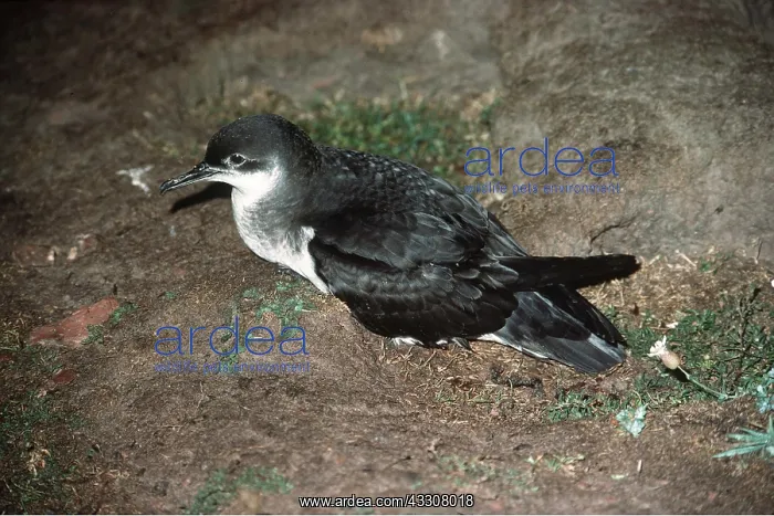 : MANX SHEARWATER - Sitting on ground : MANX SHEARWATER - Sitting on ground