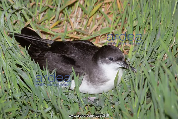 : Manx Shearwater - Skomer : Manx Shearwater - Skomer
