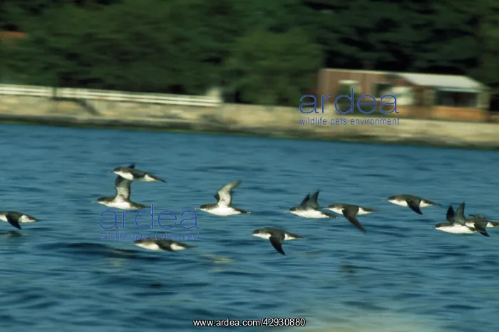 : MANX SHEARWATERS - DIVING : MANX SHEARWATERS - DIVING