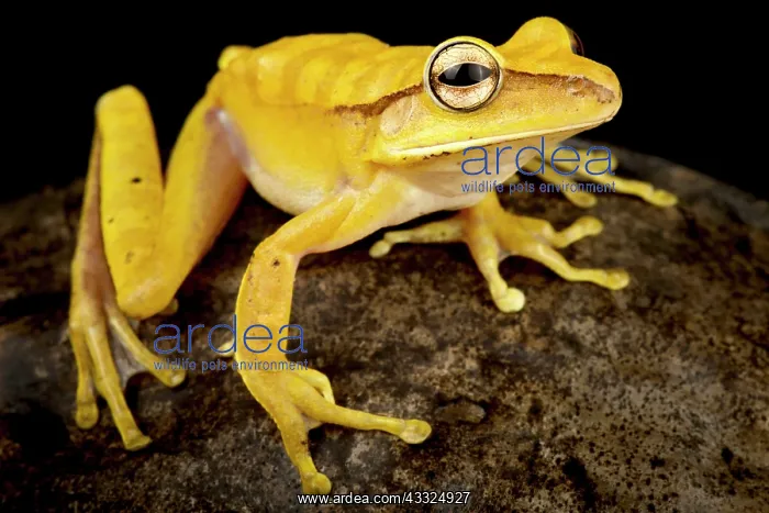 : many-banded tree frog (Boana multifasciata), on : many-banded tree frog (Boana multifasciata), on