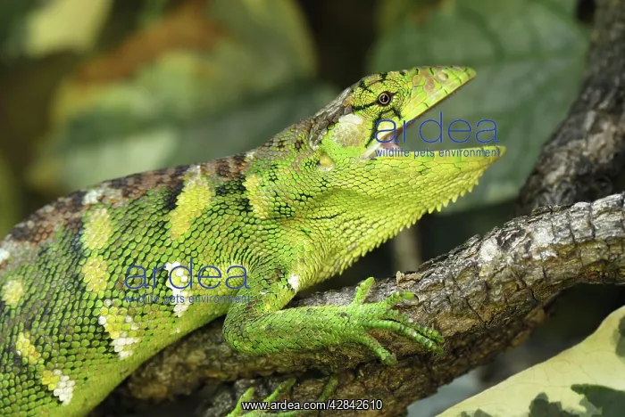  : Many-Colored Bush Anole  /  Common Monkey Lizard