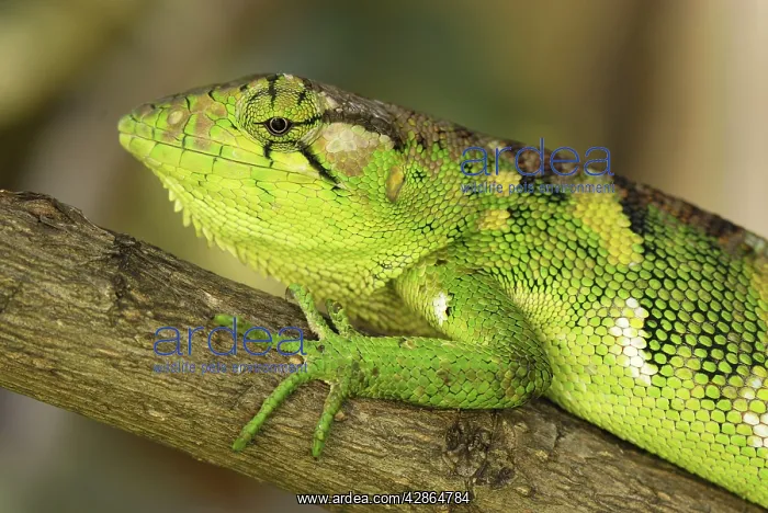 : Many-Colored Bush Anole / Common Monkey Lizard : Many-Colored Bush Anole / Common Monkey Lizard