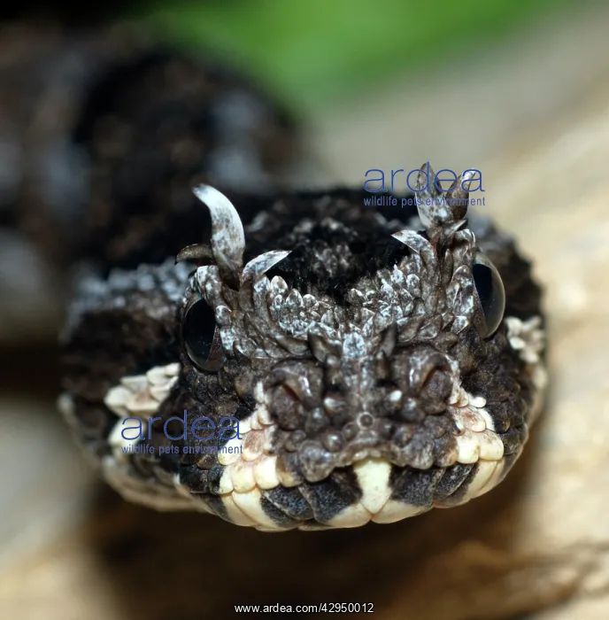 : Many-horned Adder : Many-horned Adder