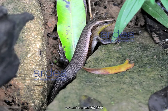 : Many-Lined Sun Skink : Many-Lined Sun Skink