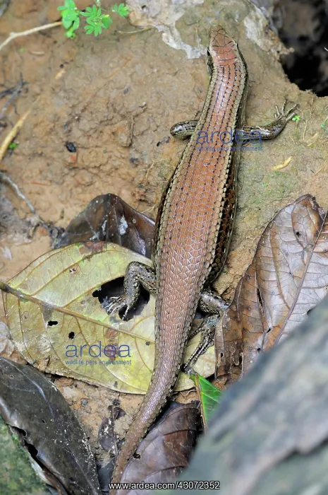 : Many-Lined Sun Skink : Many-Lined Sun Skink