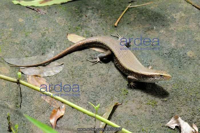 : Many-Lined Sun Skink : Many-Lined Sun Skink