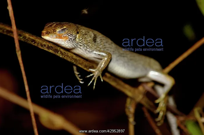 : A Many-lined Sun Skink (?) sleeps at night on a : A Many-lined Sun Skink (?) sleeps at night on a
