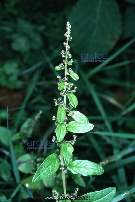: MANY-SEEDED GOOSEFOOT : MANY-SEEDED GOOSEFOOT