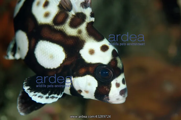 : Many-spotted Sweetlips - Juvenile : Many-spotted Sweetlips - Juvenile