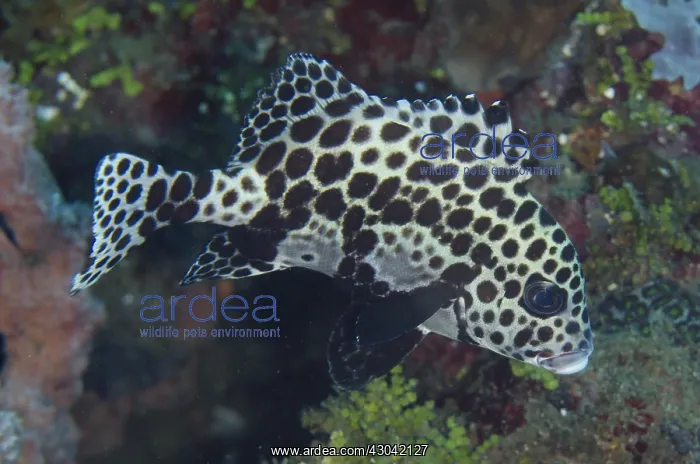 : Many-spotted Sweetlips - Juvenile - Bianca dive : Many-spotted Sweetlips - Juvenile - Bianca dive