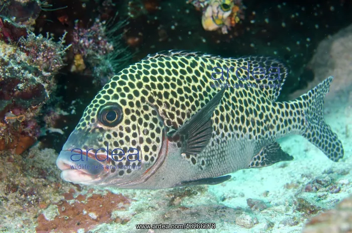 : Many-spotted Sweetlips - Sardine Reef dive site : Many-spotted Sweetlips - Sardine Reef dive site
