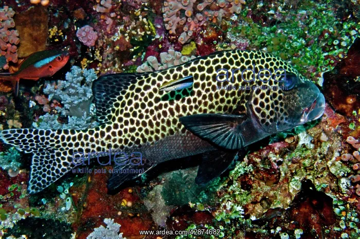 : Many-spotted Sweetlips - with Striped Cleaner Wrasse : Many-spotted Sweetlips - with Striped Cleaner Wrasse