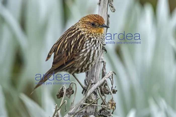 : Many-striped Canastero (Asthenes flammulata) Los : Many-striped Canastero (Asthenes flammulata) Los