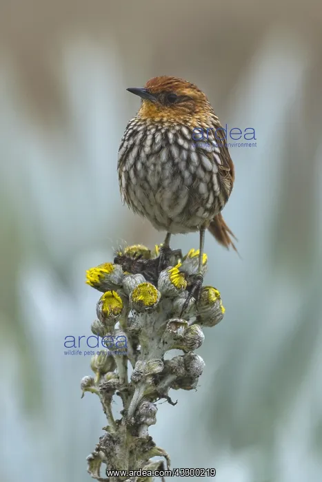: Many-striped Canastero (Asthenes flammulata) Los : Many-striped Canastero (Asthenes flammulata) Los