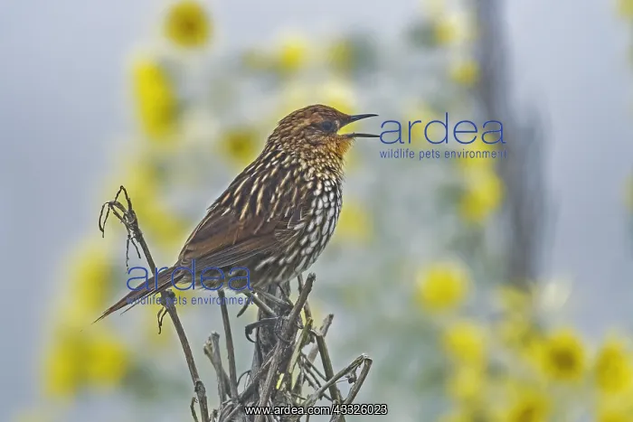 : Many-striped Canastero (Asthenes flammulata) Los