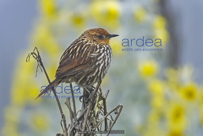 : Many-striped Canastero (Asthenes flammulata) Los : Many-striped Canastero (Asthenes flammulata) Los