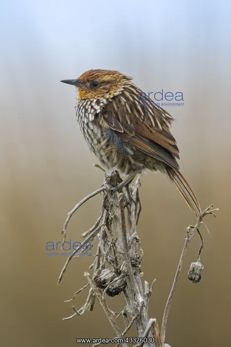 : Many-striped Canastero (Asthenes flammulata) Los : Many-striped Canastero (Asthenes flammulata) Los