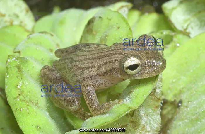 : Many-striped treefrog : Many-striped treefrog