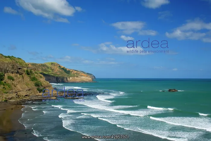 : Maori Bay - waves rolling ashore the black sand : Maori Bay - waves rolling ashore the black sand