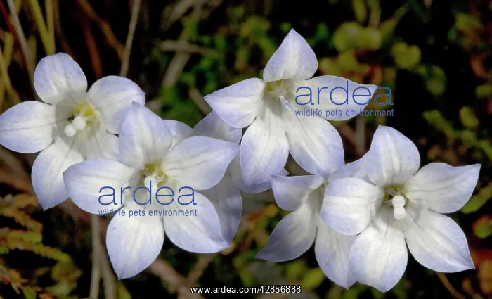 : Maori bluebell (actually in bellflower family) : Maori bluebell (actually in bellflower family)