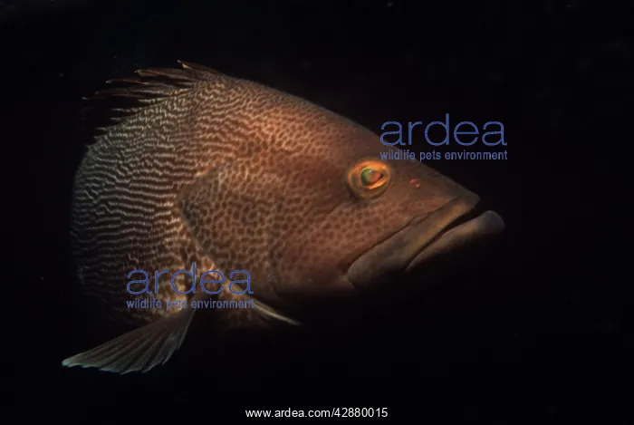 : Maori Cod (Epinephelus undulatostriatus). Great Barrier Reef, Heron Island, Australia : Maori Cod (Epinephelus undulatostriatus). Great Barrier Reef, Heron Island, Australia