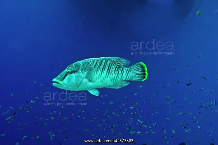 : Maori Wrasse / Humpheaded Wrasse - female : Maori Wrasse / Humpheaded Wrasse - female