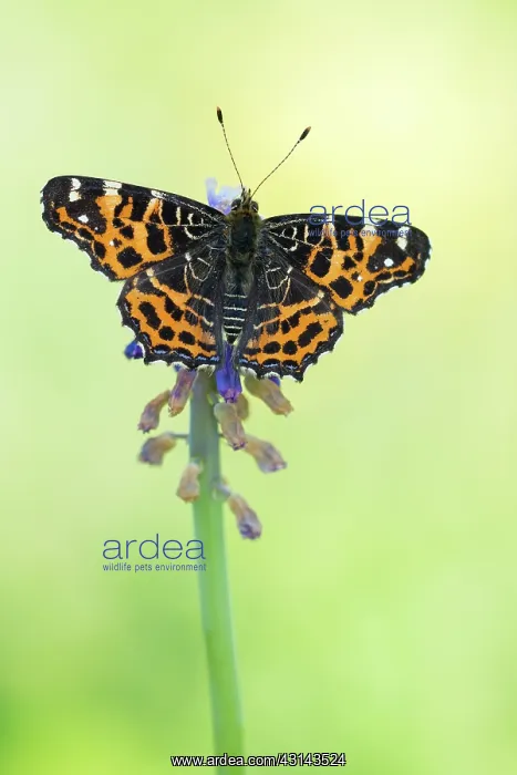 : Map Butterfly : Map Butterfly
