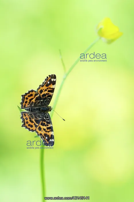 : Map Butterfly : Map Butterfly