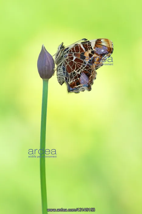 : Map Butterfly : Map Butterfly