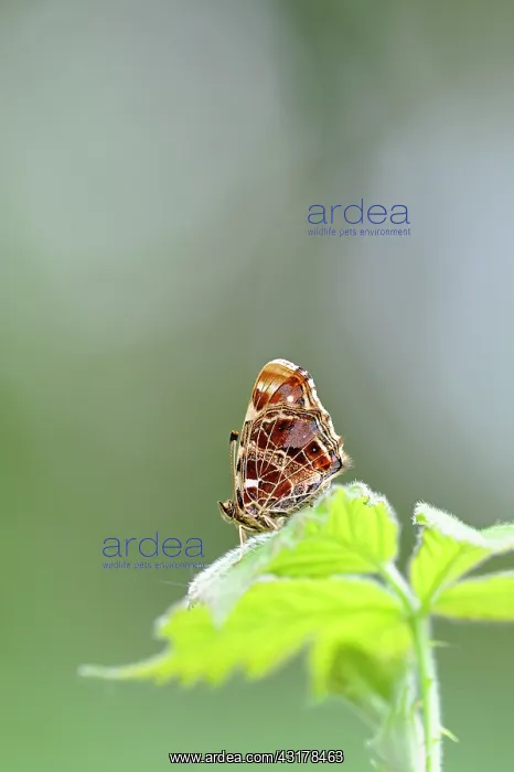  : Map Butterfly