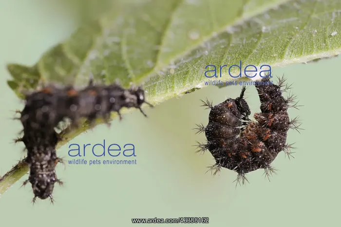  : Map butterfly (Araschnia levana), caterpillar begins