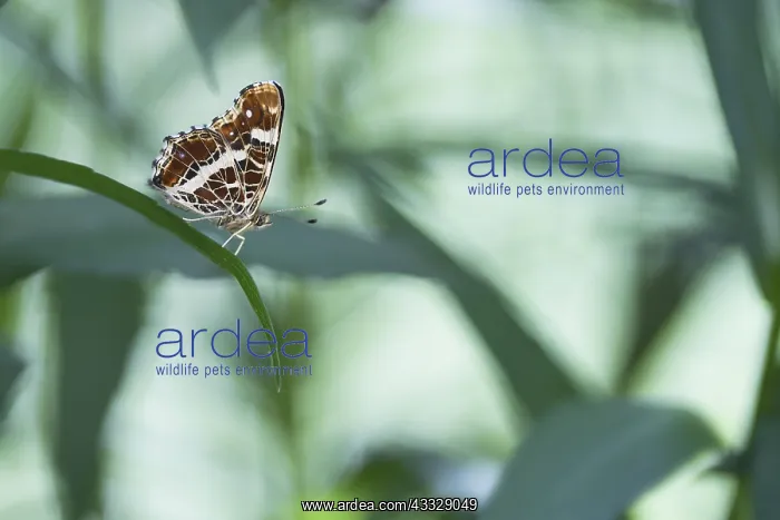 : Map Butterfly (Araschnia levana) second generation : Map Butterfly (Araschnia levana) second generation