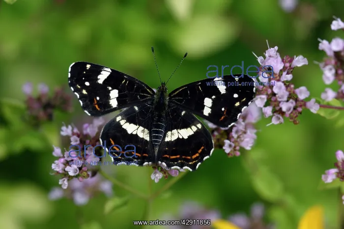 : Map Butterfly - feeding on blosssom in garden : Map Butterfly - feeding on blosssom in garden