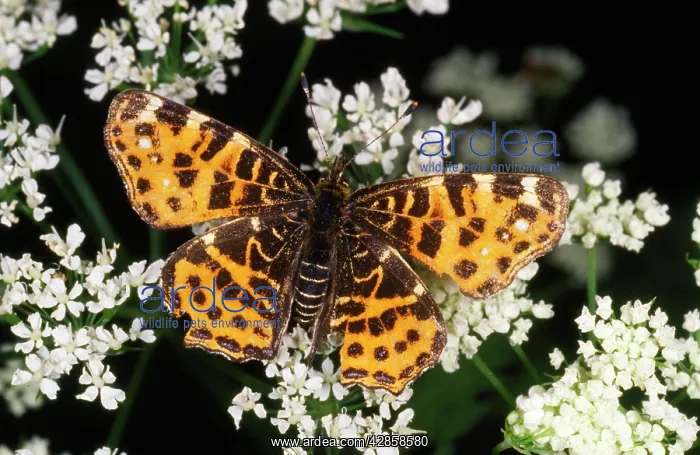 : Map Butterfly - seasonally dimorphic, spring generation : Map Butterfly - seasonally dimorphic, spring generation