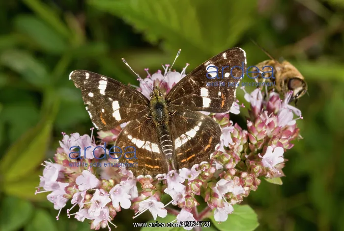 : Map Butterfly - second generation (known as forma : Map Butterfly - second generation (known as forma