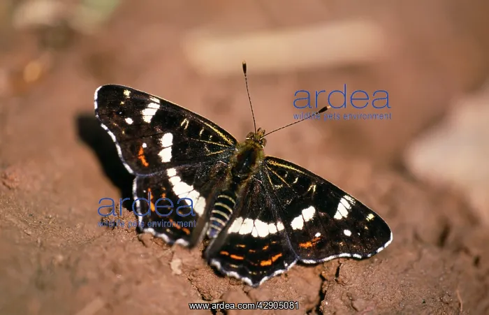 : Map BUTTERFLY - Summer generation feeding : Map BUTTERFLY - Summer generation feeding
