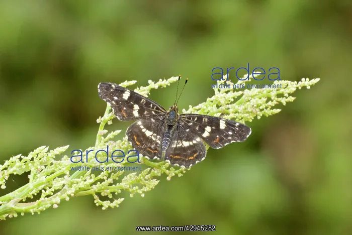  : Map butterfly - Upperside