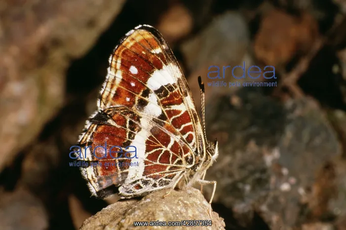 : Map Butterfly - wings folded : Map Butterfly - wings folded