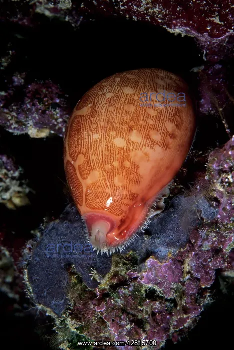 : Map cowrie, Cypraea mappa, Witu island, West New Britain, Pa : Map cowrie, Cypraea mappa, Witu island, West New Britain, Pa