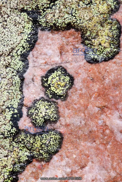 : Map Lichen : Map Lichen