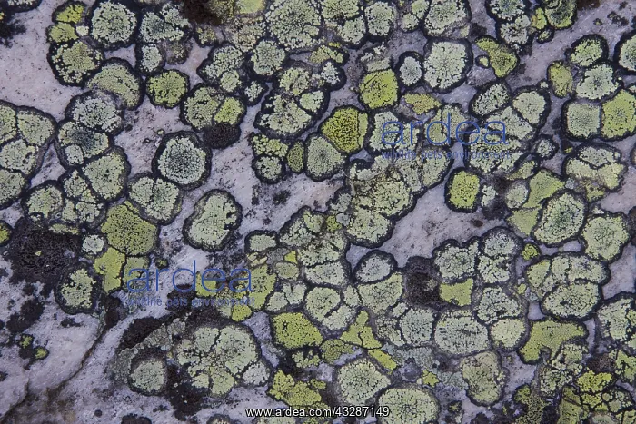 : Map Lichen - Lapland - Sweden : Map Lichen - Lapland - Sweden
