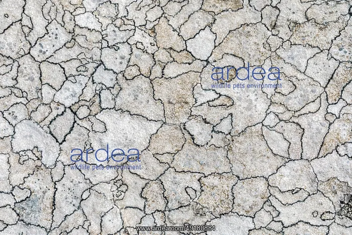  : Map Lichen - UK