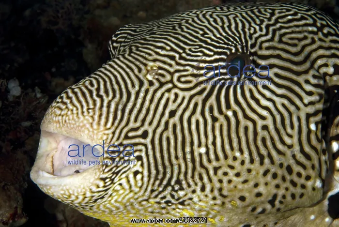  : Map Puffer