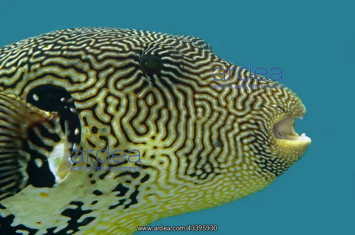 : Map Puffer : Map Puffer