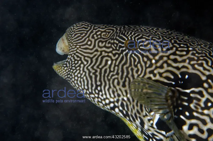  : Map Puffer - Air Manis Jetty dive site, Ambon, Maluku