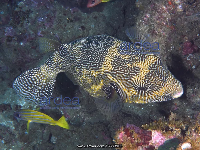 : Map puffer (Arothron mappa). Dive site Sodwana : Map puffer (Arothron mappa). Dive site Sodwana
